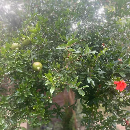 La Casa Di Francy Con Giardino Privato * Torrette